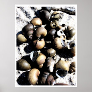 Snail Shells PB Poster