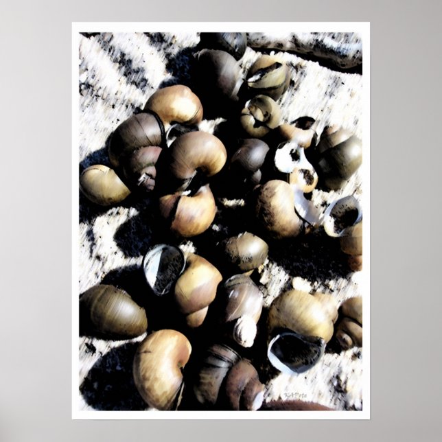 Snail Shells PB Poster (Front)