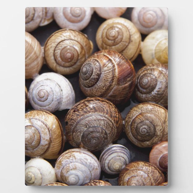 Snail Shells Plaque (Front)