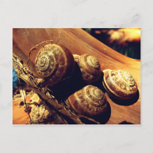 Snail Shells Postcard