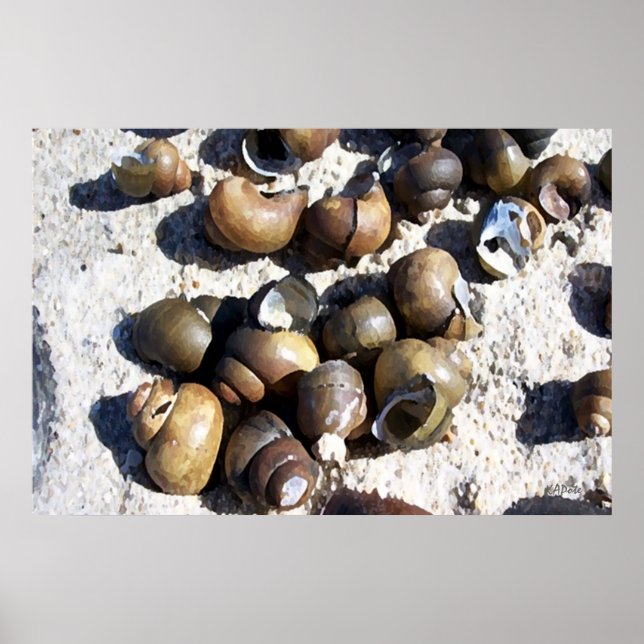 SNAIL Shells Poster (Front)