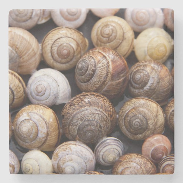 Snail Shells Stone Coaster (Front)