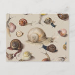 Snail Slug Garden Pet Gastropod Botanical Snails Postcard<br><div class="desc">Snails and slugs in the garden illustration by Joris Hoefnagel 1575,  this image is all about garden snails.</div>