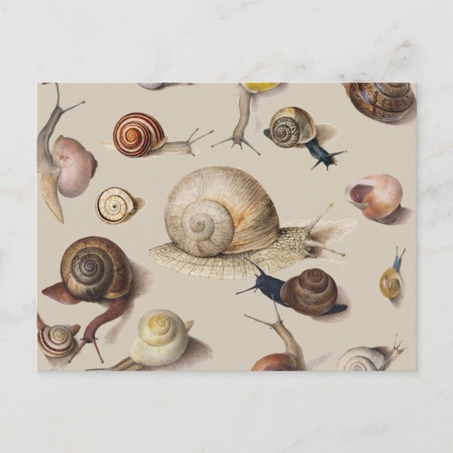 Snail Slug Garden Pet Gastropod Botanical Snails Postcard (Front)