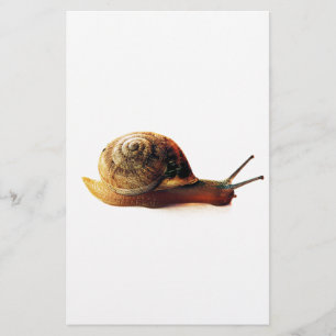 snail stationery