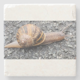 Snail Stone Coaster