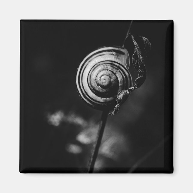 snail tail magnet (Front)