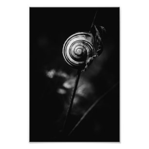 snail tail photo print