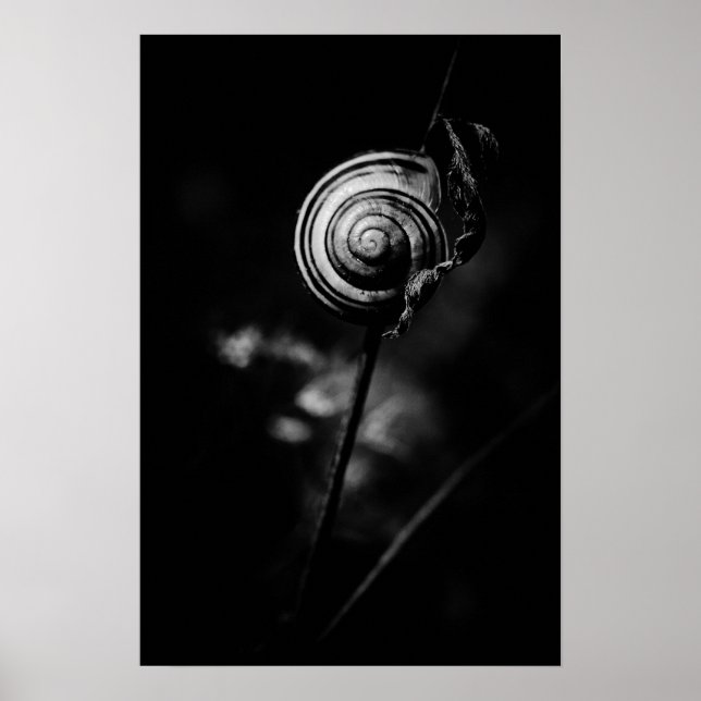 snail tail poster (Front)