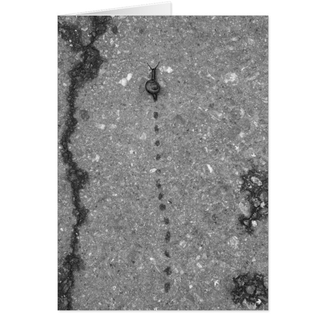 Snail trail (Front)