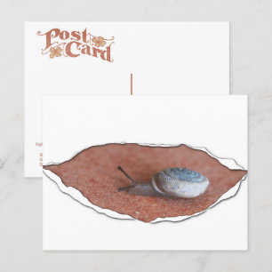 Snail Under Torn Material Postcard
