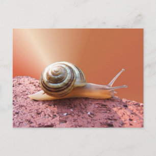 Snail w/ray ~ postcard