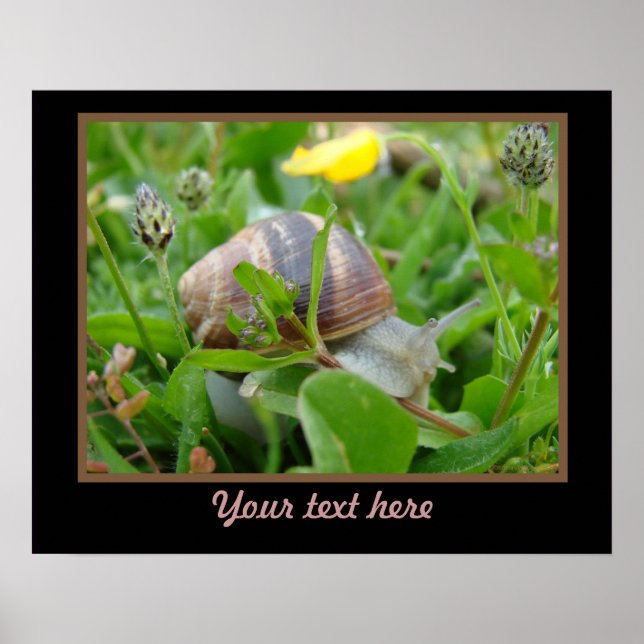 Snail With Yellow Flower Poster (Front)