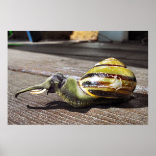 Snailephant Poster