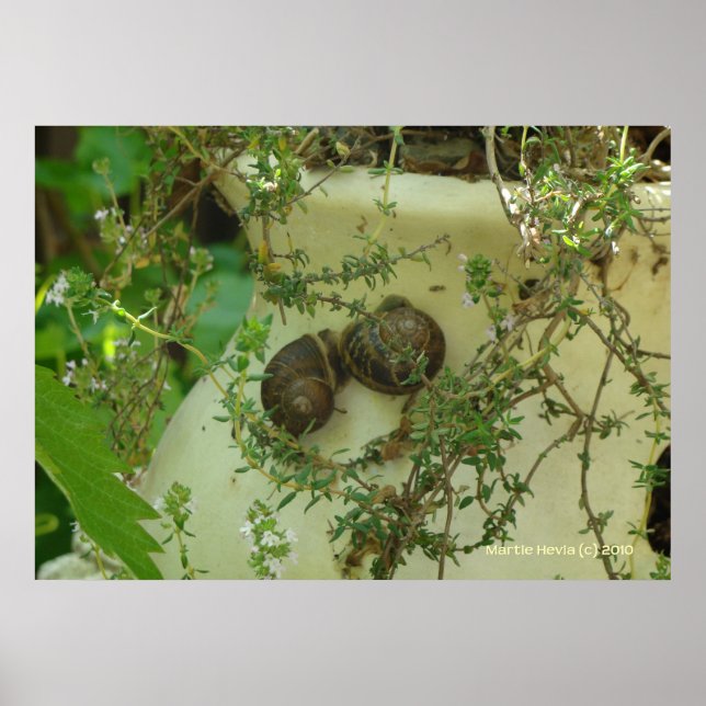 Snails in Thyme Poster (Front)