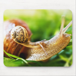Snails Mouse Mat