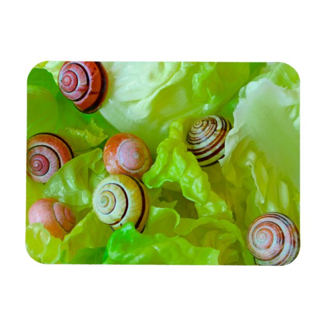 Snails on lettuce magnet (Horizontal)