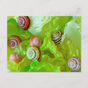 Snails on lettuce postcard