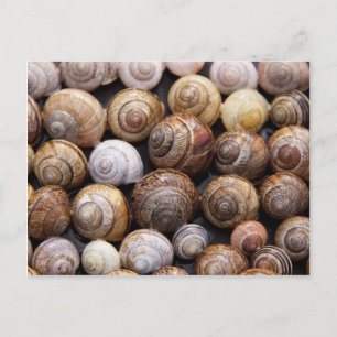 Snails Postcard