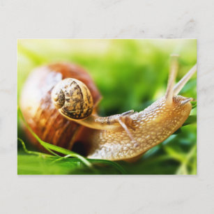 Snails Postcard