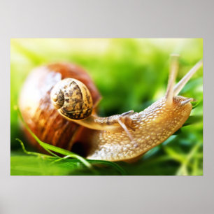 Snails Poster