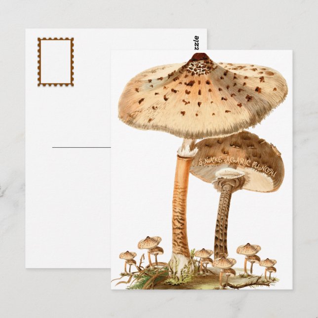 Snake Agaric Funghi Script Vintage | Postcard (Front/Back)