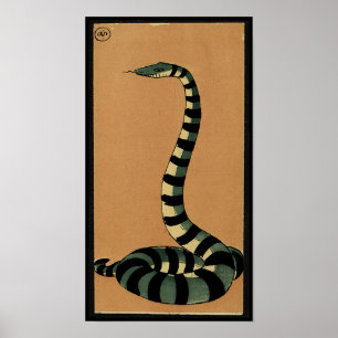 Snake - Antiquarian, Colourful Book Illustration Poster