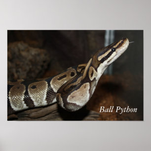 Snake (Ball Python) poster