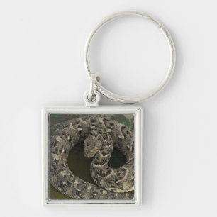 Snake Charmer's African Puff-adder Bitis Key Ring