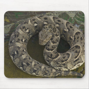Snake Charmer's African Puff-adder Bitis Mouse Mat