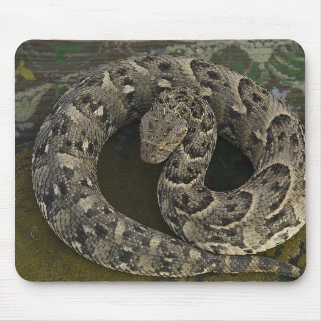 Snake Charmer's African Puff-adder Bitis Mouse Mat (Front)
