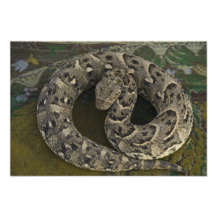 Snake Charmer's African Puff-adder Bitis Photo Print