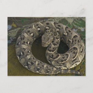 Snake Charmer's African Puff-adder Bitis Postcard