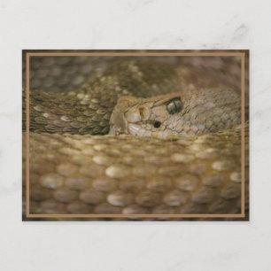 Snake Eye Postcard