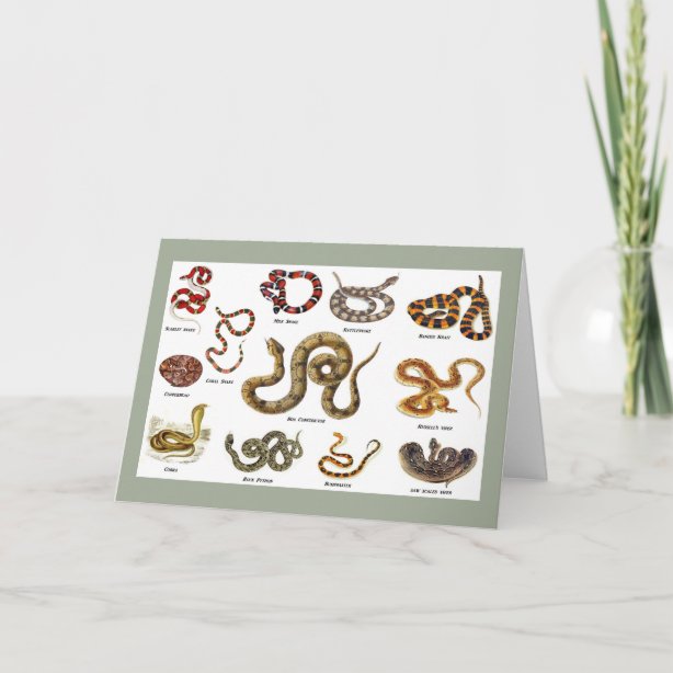Snake Gifts & Gift Ideas Zazzle UK