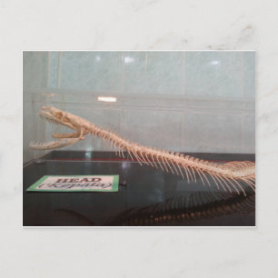 Snake Head Skeleton Postcard