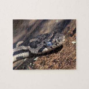 snake jigsaw puzzle