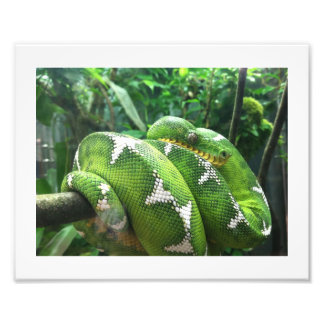 Snake Picture Photo Print
