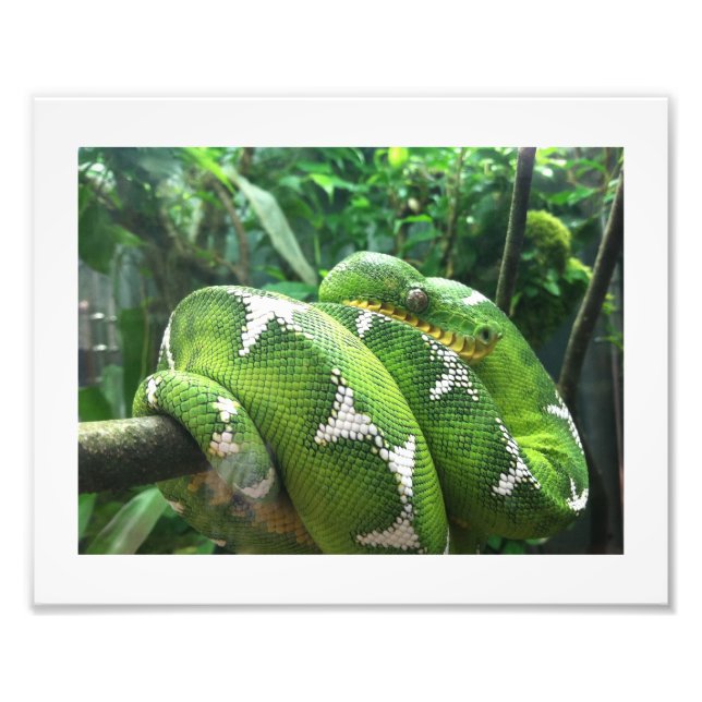 Snake Picture Photo Print (Front)