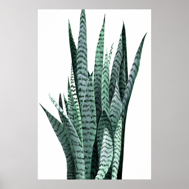 Snake Plant Acrylic Painting Poster (Front)