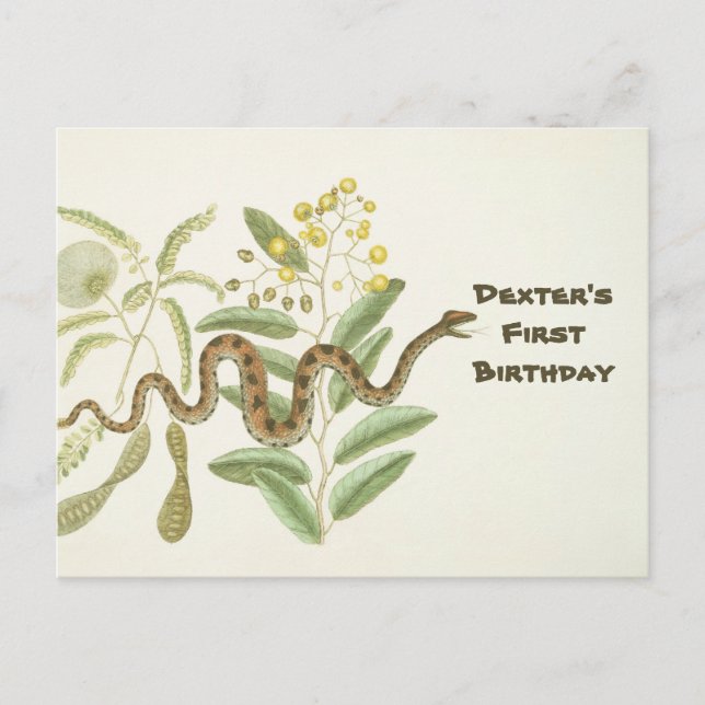 Snake  postcard (Front)