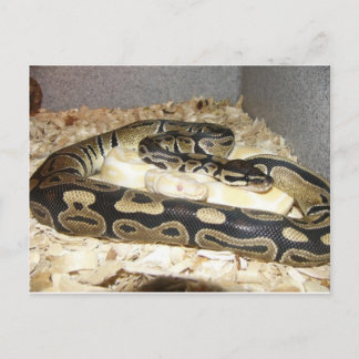 Snake Postcard