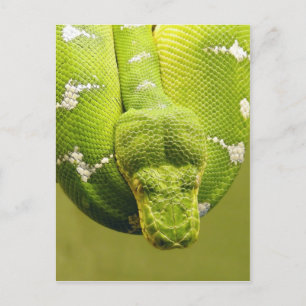 Snake Postcard