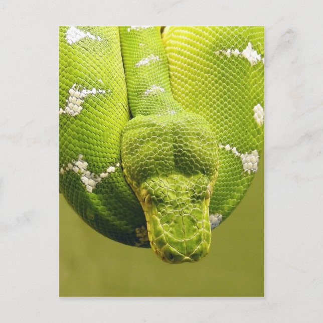 Snake Postcard (Front)