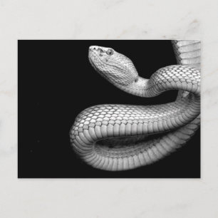 Snake Postcard
