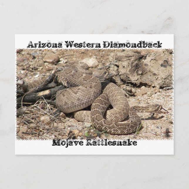 Snakes of Arizona Postcard (Front)