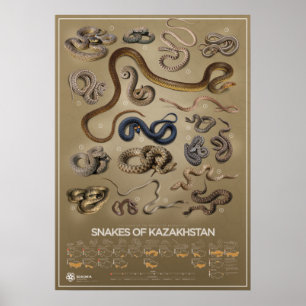 Snakes of Kazakhstan poster