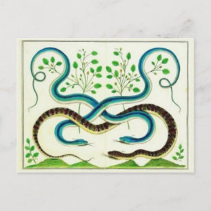 Snakes Postcard