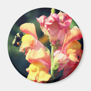Snapdragon And Bee Flower Photography  Magnet