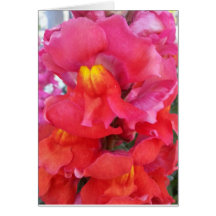 Snapdragon Card (blank inside)